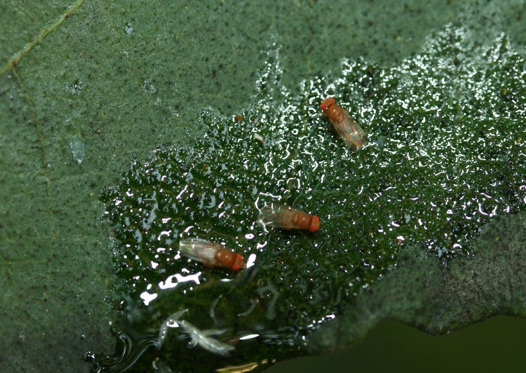 Moscerini della frutta:  Drosophila suzukii (Drosophilidae)